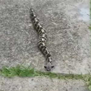 In the morning, I noticed something in the yard and thought it was just a toy – but the reality…