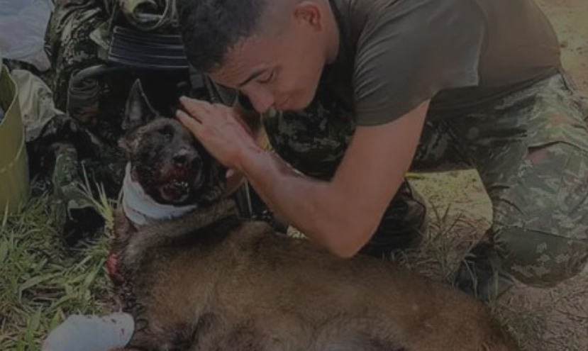 Sansón: The Four-Legged Hero Who Walked into Danger to Save Lives