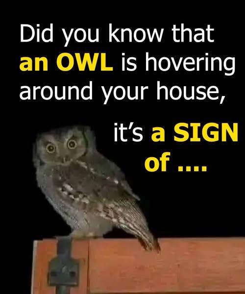 The Owl’s Visit: A Whisper From the Shadows