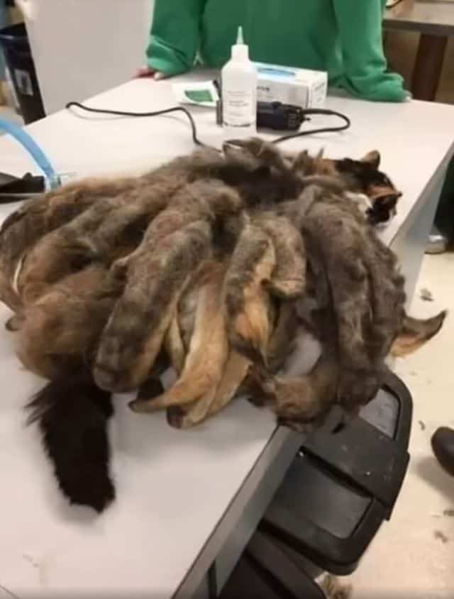 The Unbelievable Transformation of Hidey the Cat