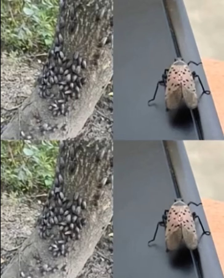 Don’t Wait-Take Immediate Action If This Insect Shows Up in Your House