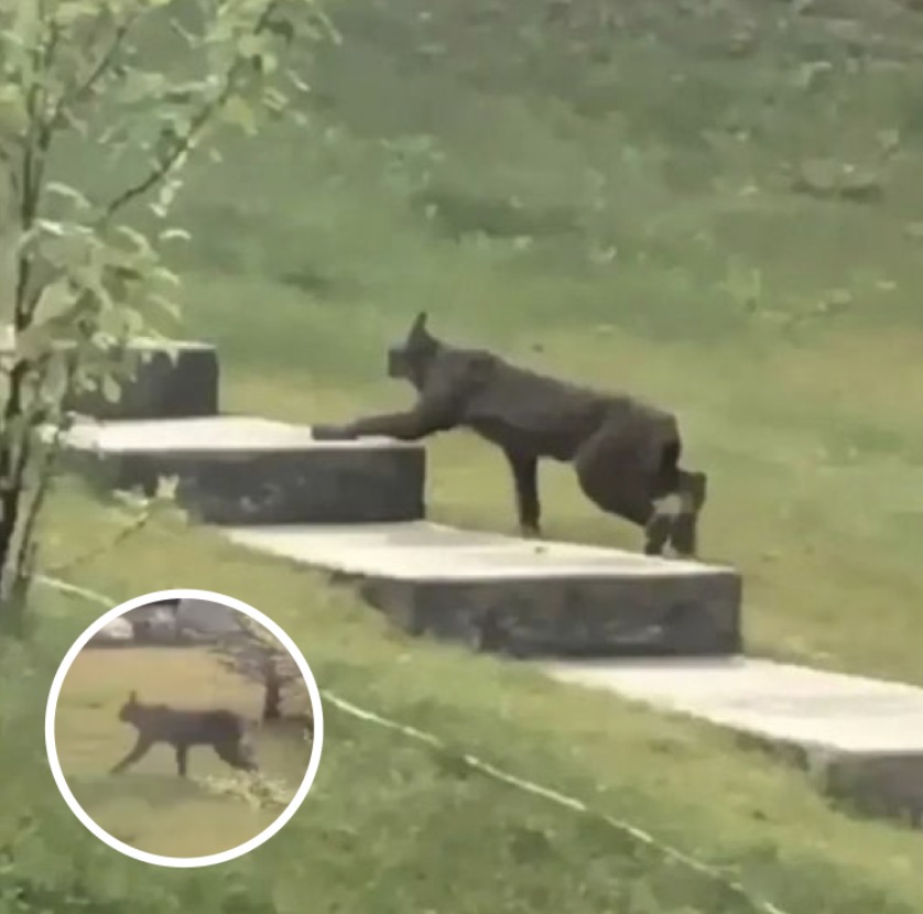 Rare Creature Caught On Camera For The 1st Time