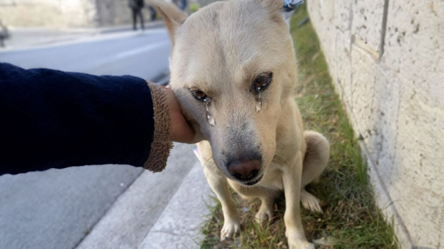 The Dog Who Was Ignored, But Never Lost Hope