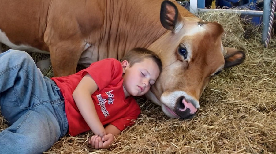 My Brother Won’t Sleep in His Bed-He Says the Cow Knows the Truth