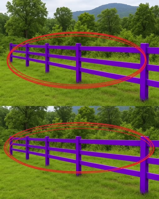 If You Spot a Painted Purple Fenc
